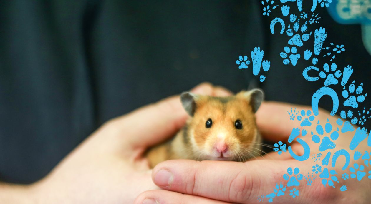 Hamster store small pets